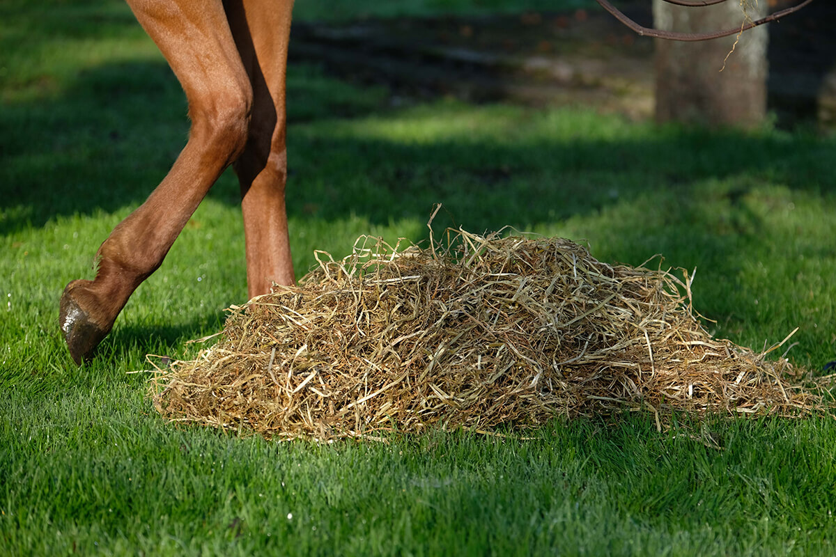 Photo de Fourrage pour chevaux