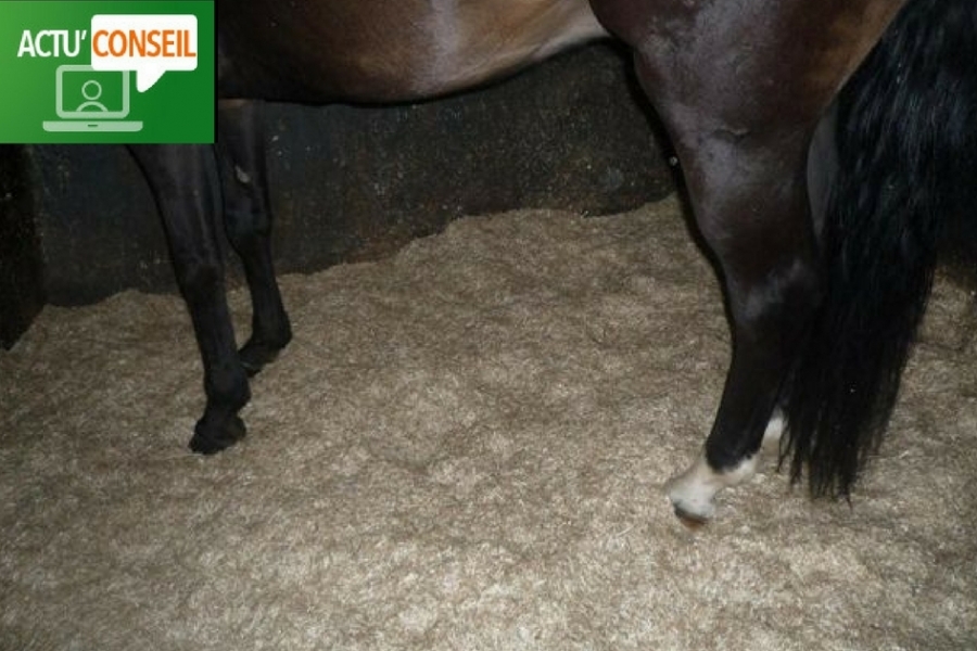 Actu' Conseil: comment entretenir mon box de litière de lin