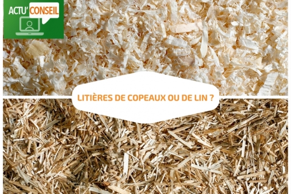 Litières de copeaux de bois ou de lin?