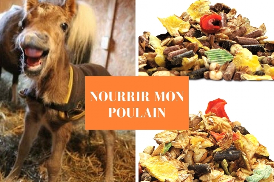 Actu’Conseil : Bien nourrir mon poulain, durant sa croissance.