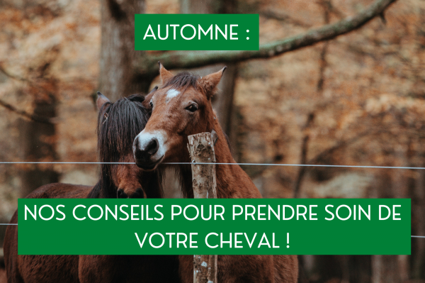 AUTOMNE : NOS CONSEILS POUR PRENDRE SOIN DE VOTRE CHEVAL !