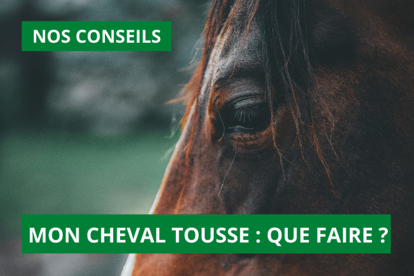 Conseils : Mon cheval tousse, que faire ?