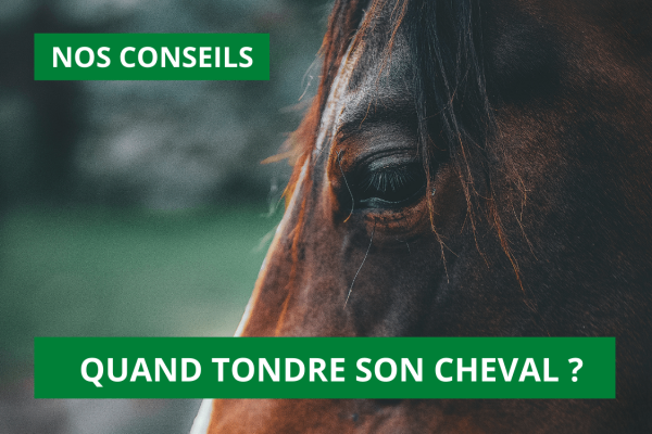 Conseils : Quand tondre son cheval ?