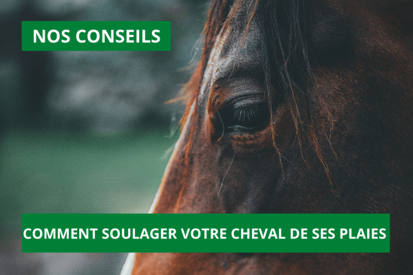 Conseils : Comment soulager votre cheval de ses plaies