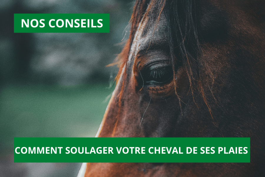 Conseils : Comment soulager votre cheval de ses plaies