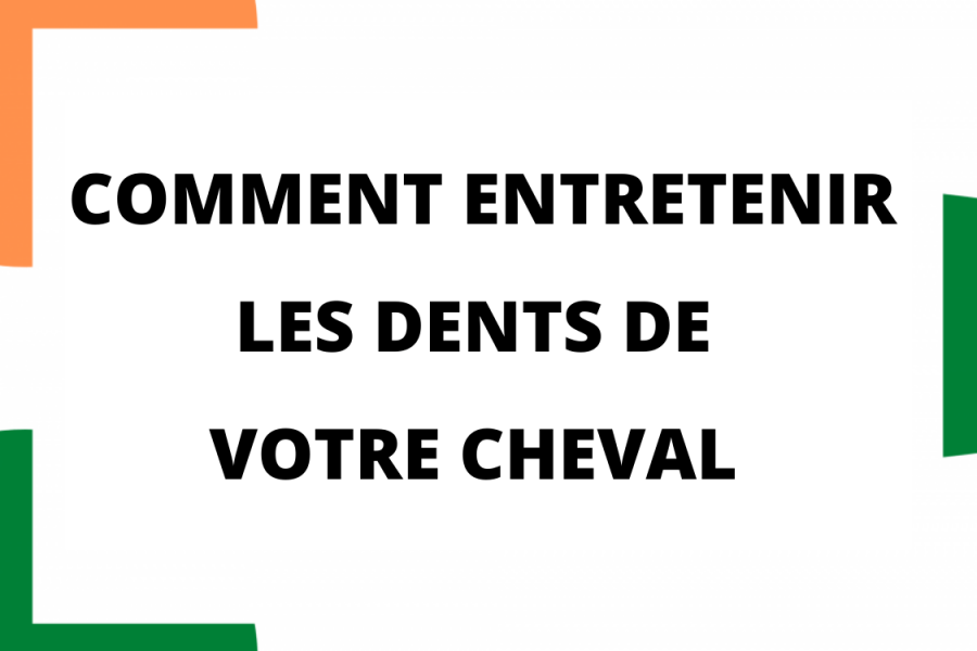 Comment entretenir les dents de votre cheval ?